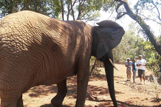 Walk With Elephants in Their Natural Environment
