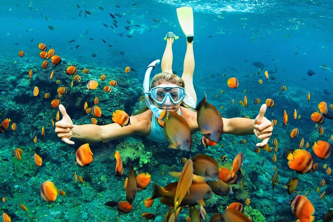 Wasini Dolphin Snorkeling