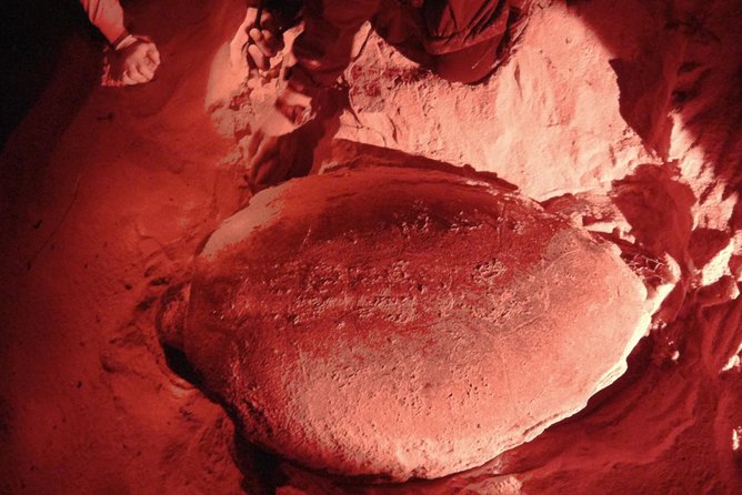 Watch Turtles Lay Their Eggs