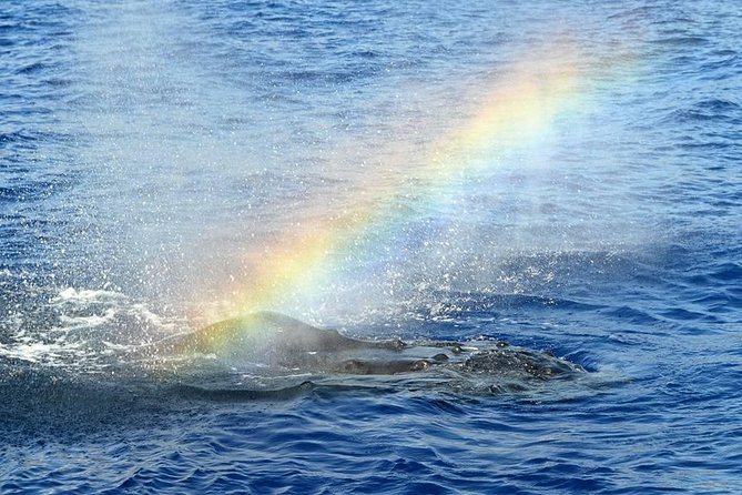 West Oahu Whale Watching Excursion