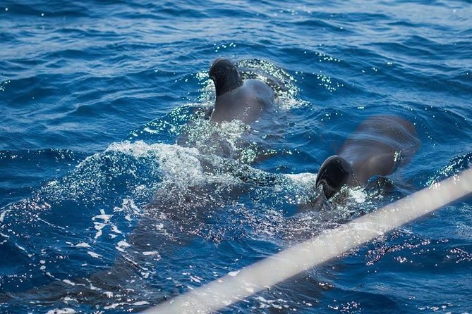 Whale and Dolphin Watching Cruise With Snacks & Open Bar - Activity Highlights