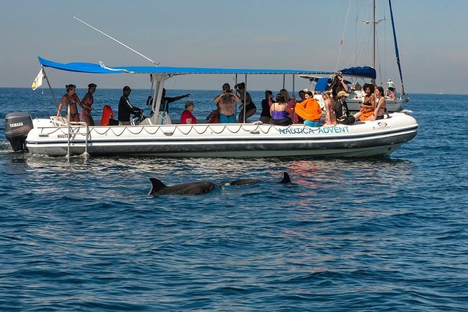 Whale and Dolphin Watching With a Biologist in Puerto Vallarta