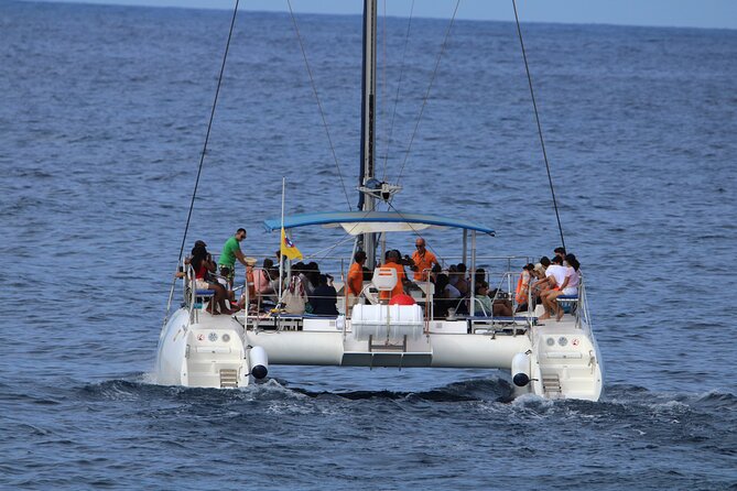 Whale & Dolphin Watching With Mustcat Virgin Coast Trip On a Large Catamaran
