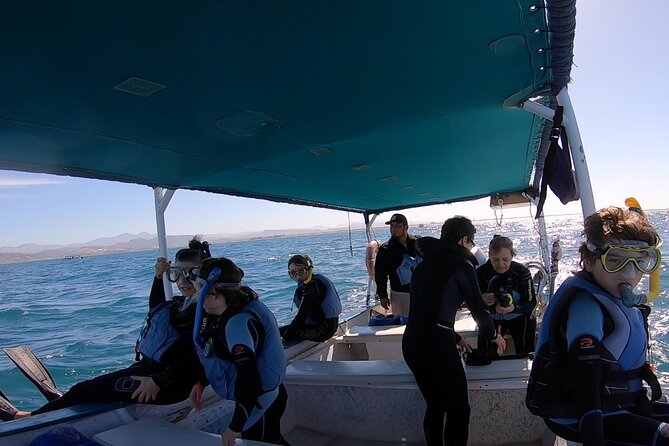 Whale Shark Adventure With Marine Biologists, 4-Hour Tour