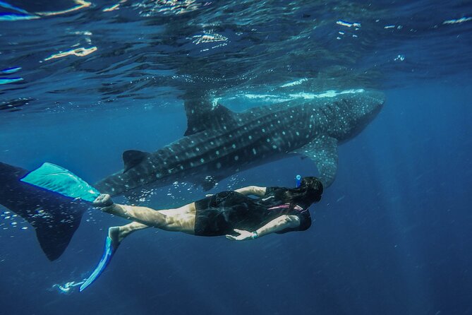 Whale Shark Encounter Full-Day All Inclusive Tour From Riviera Maya