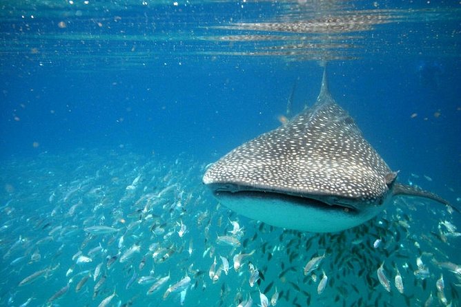 Whale Shark Experience From Playa Del Carmen - Tour Overview