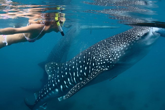 Whale Shark Experience Lifetime Memory in Cancun (Snack Included)