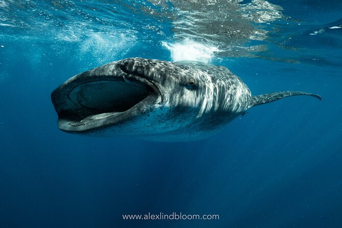 Whale Shark Snorkeling Adventure With Lunch - Inclusions