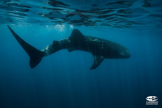 Whale Shark Swimming and Isla Mujeres Beach Tour