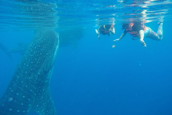 Whale Shark Tour From Cancun and Playa Del Carmen - Tour Overview