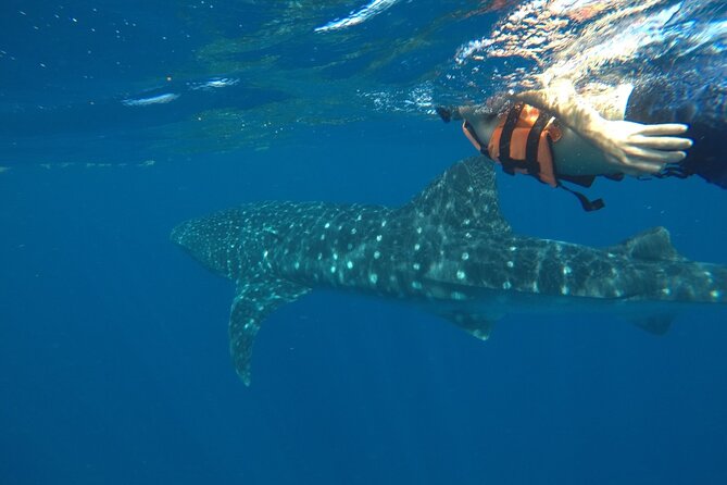 Whale Shark Tour From Holbox Island