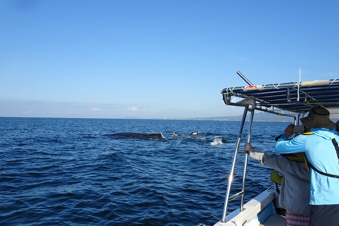 Whale Watching Adventure – Leaded by Marine Biologist.