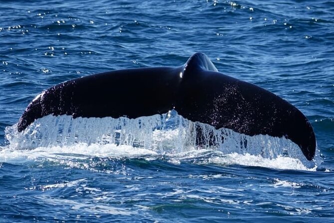 Whale Watching and Marine Life Tour in Reykjavik