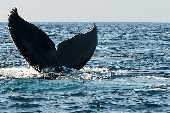 Whale Watching Guaranteed Experience in Puerto Vallarta