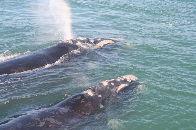 Whale Watching Hermanus – Boat Base