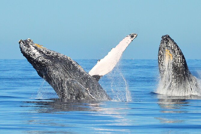 Whale Watching & Snorkeling Private Yacht Tour Cabo With Food & Drinks - Tour Overview