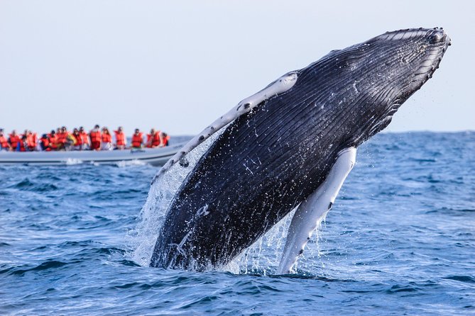 Whale Watching, The Famous Arch and Fast Boat Tour in Los Cabos