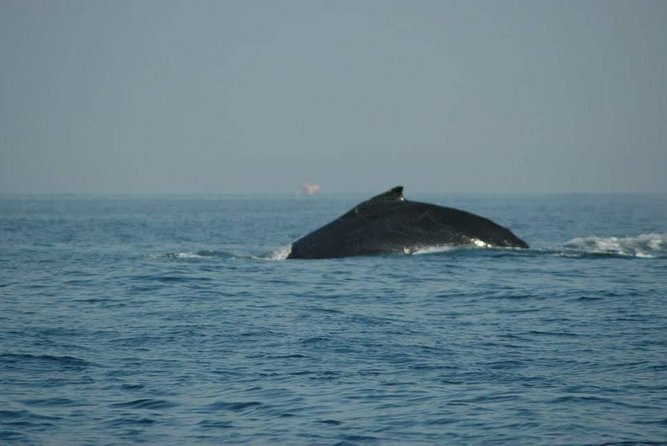 Whale Watching Tour