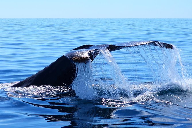 Whale Watching Tour With Free Photos and Guaranteed Sightings