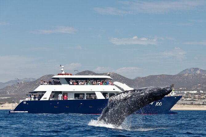 Whale Watching With Lunch and Transportation Included