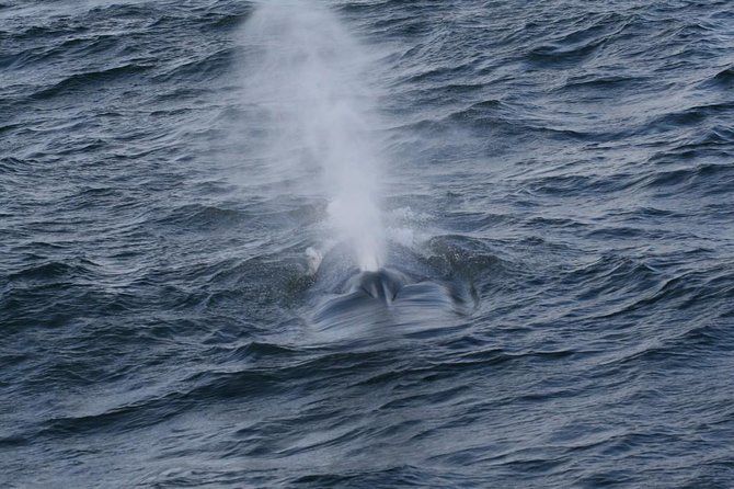 Whales & Dolphins Watching Day Tour in Mirissa From Bentota & Its Surrounding