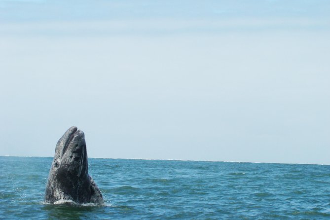 Whales Tour From La Paz