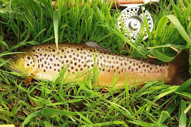 Wild Brown Trout Fishing. Lough Corrib. French Speaking Ghillie/Guide. Full Day.
