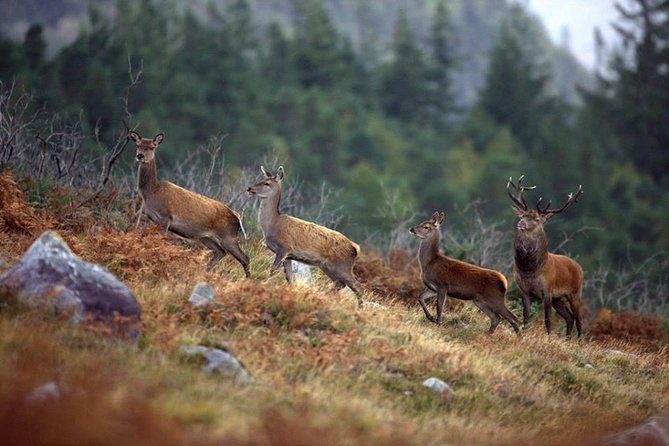 Wild Deer Viewing Safari From Letterfrack, Connemara