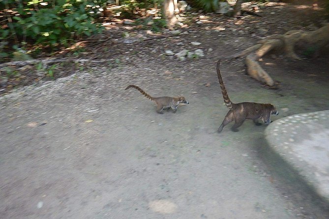 Wild Monkey Tour (Private, Half Day)