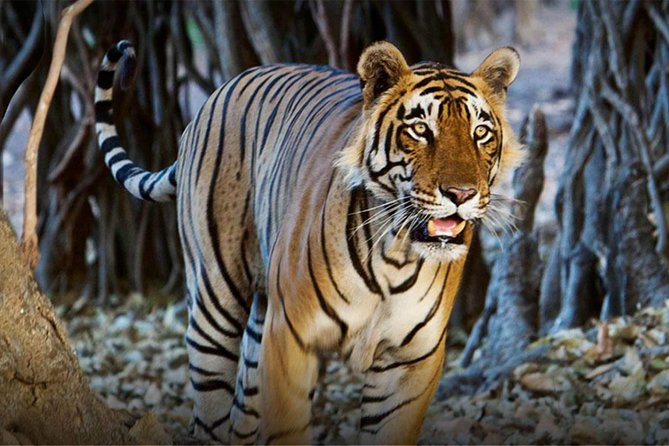 Wildlife and Cultural India Tour
