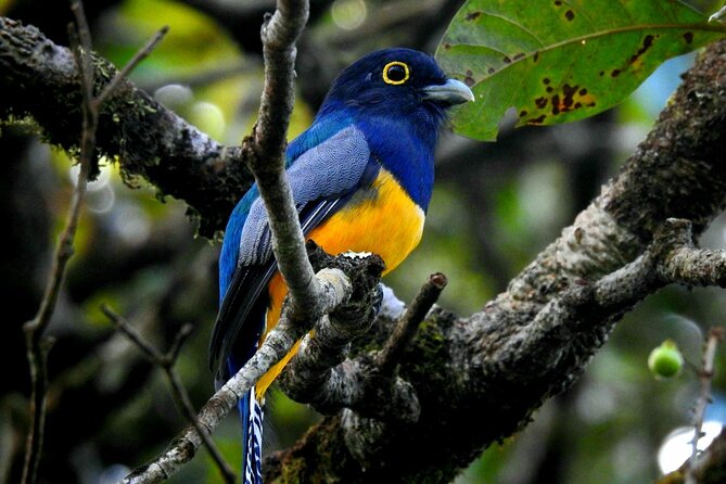 Wildlife Safari Boat Tenorio, Excellent Bird Watching Tour - Birdwatching on the River