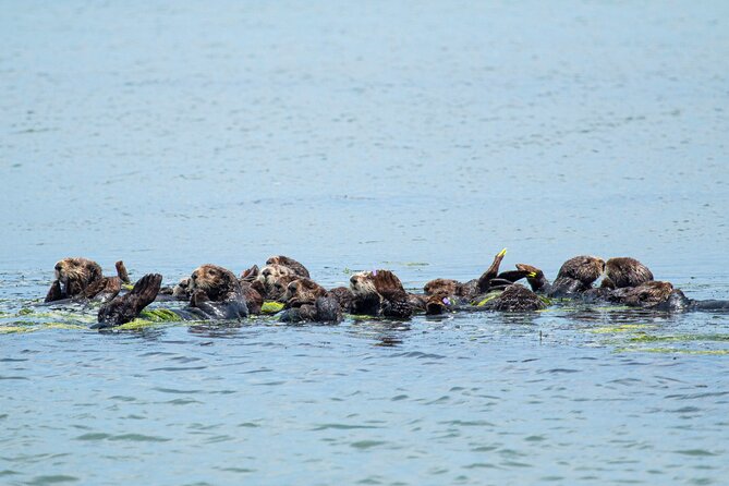 Wildlife Safari Boat Tour in Scenic Monterey Bay Wetland