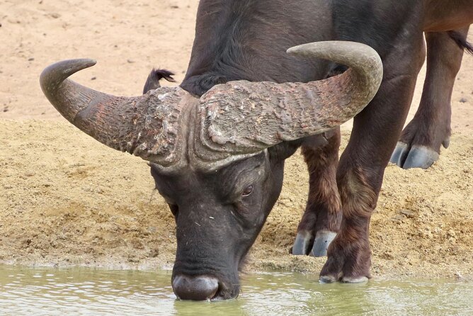 Wildlife Safari, Olive, Beer and Wine Tasting Day Tour From Cape Town