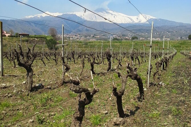 Wine and Lunch Tour