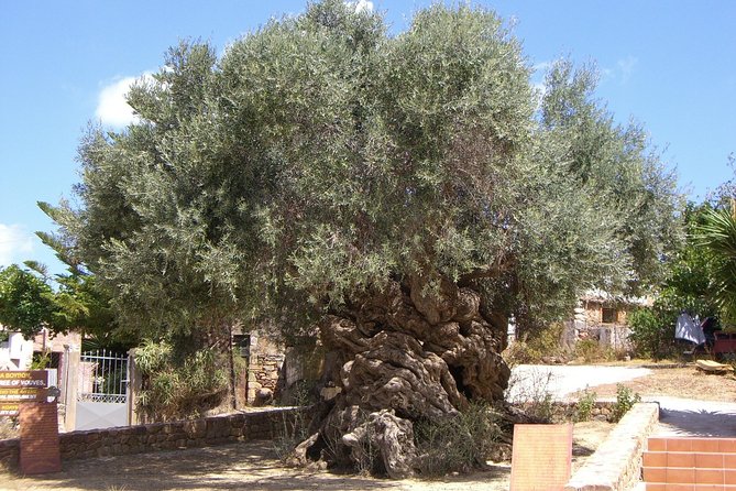Wine, Beer, Olive Oil Tasting Private Tour (Price per Group of 6)