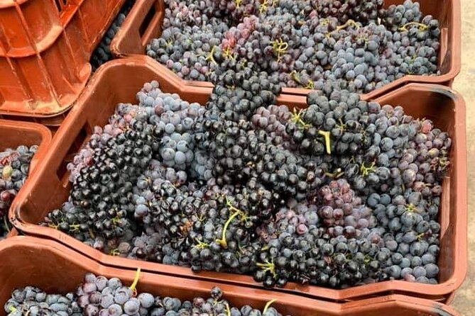 Wine Raki Olive Oil Tasting and Pottery – Small Group