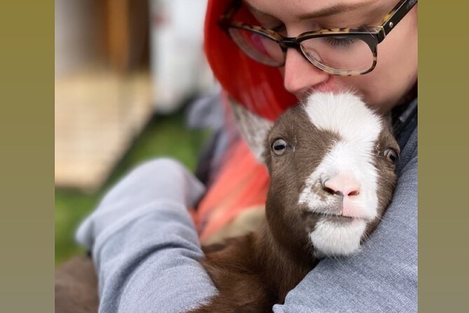 Wine Tasting and Nigerian Dwarf Goats Experience