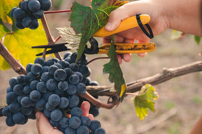 Wine Tasting and Winery Tour in Vesuvio National Park With Lunch - Location and Meeting Point