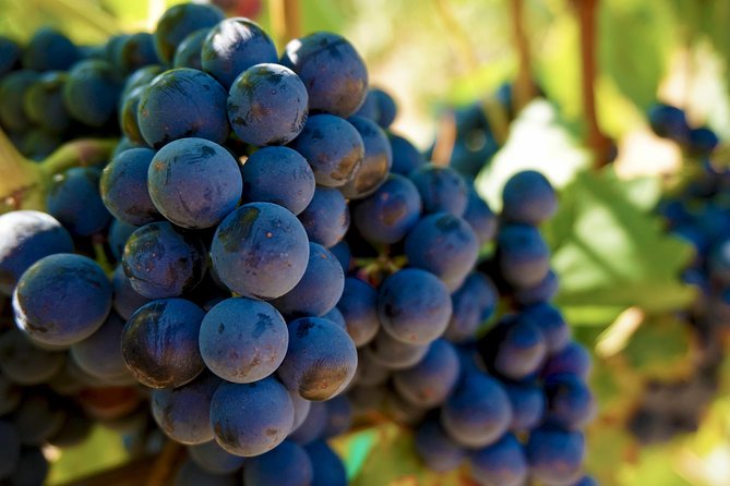 Wine Tasting & Tour in Tuscany - Visit Montepulciano - Wines Tasted and Sampled