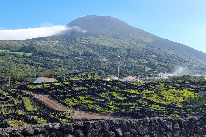 Wine Tour and Tasting With a Local Winemaker at Pico Island