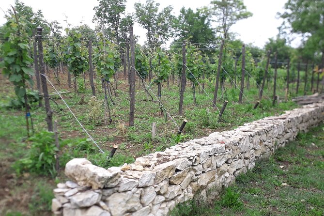 Wine Tour From Kutaisi