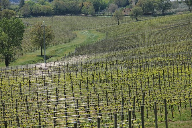 Wine Tour in Umbria Along the Sagrantino Trail With Light Lunch