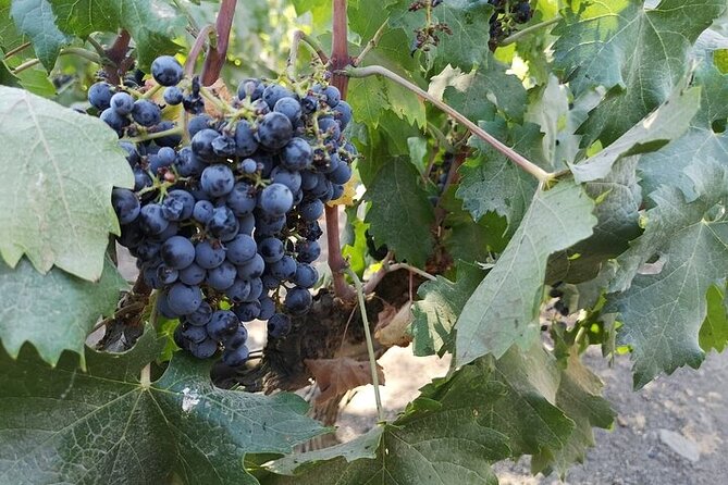 Wine Tour With 7 Tastings + Private Transport + Lapis Lazuli