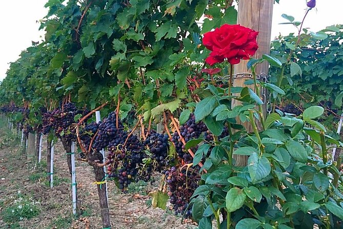 Winery Tour and Tasting in Abruzzo