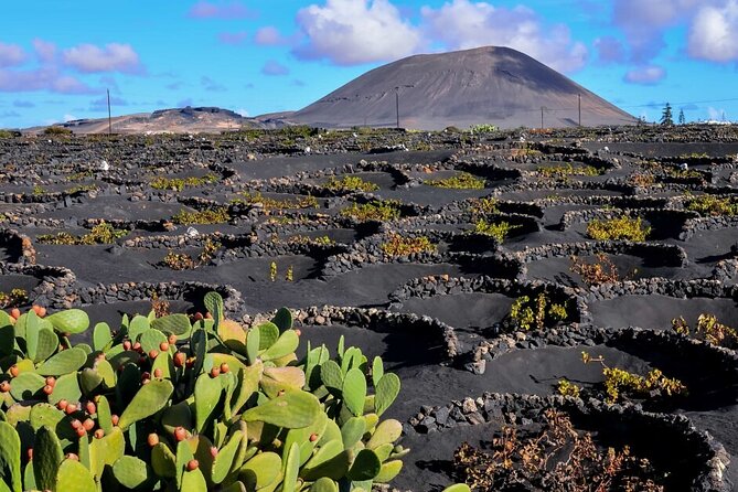 Winery Tour and Tasting in Tenerife With the Sommelier