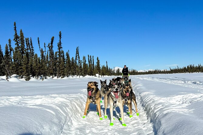 Winter Dog Sled Tour: Day or Night. - Meeting and Pickup