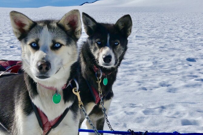 Winter Dog Sledding in Knik, Alaska - Overview of the Experience
