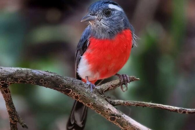 Xocen Birding