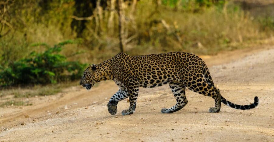 Yala National Park : Full Day Safari(04:30-18:00)