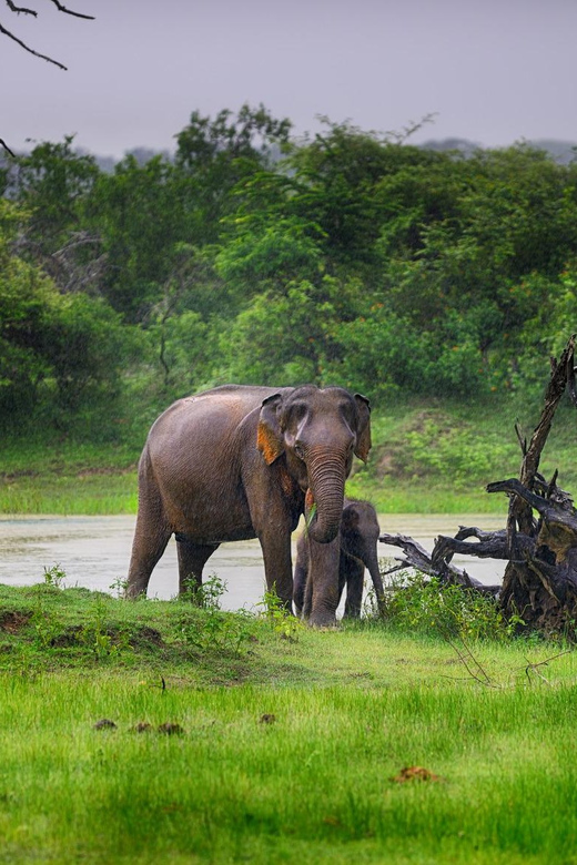YALA NATIONAL PARK: HALF DAY or FULL DAY TOUR
